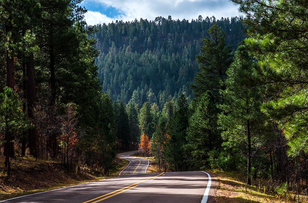 A winding Arizona road weaves through acres of tall trees
