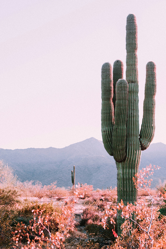 beautiful Arizona landscape perfect for your intimate Arizona wedding featuring a saguaro cacti and local flora in front of a mountain vista